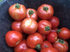 Tomates rondes rouges 